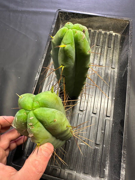 T bridge “Arid Art” (10-11” Tip cuttings)