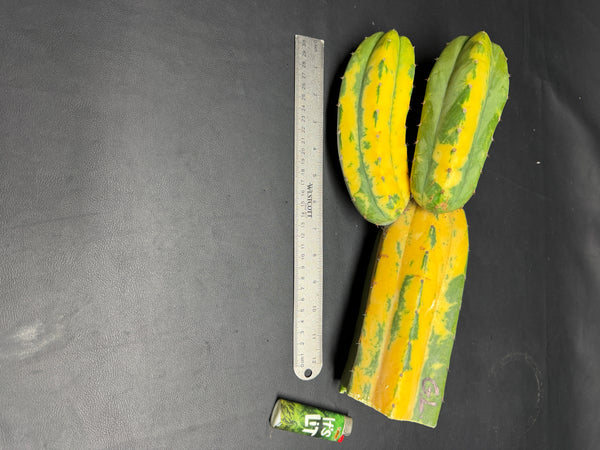 T pach "Green Leopard" [Variegated] (14” Multi-Tip Cutting)