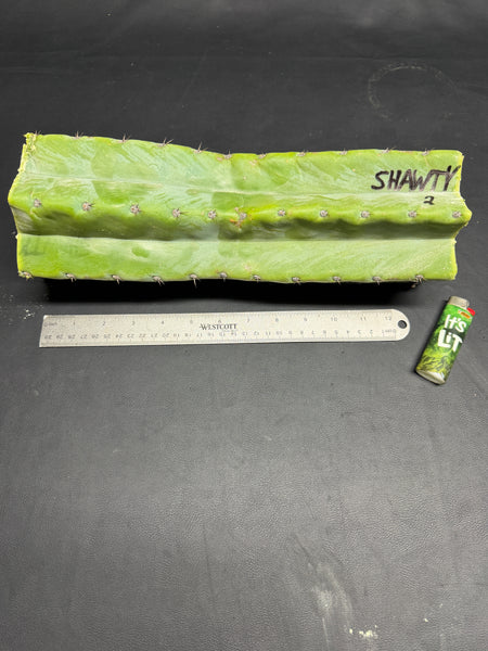 T peru "Shawty" (Icaro Pheno 4) (13" MID Cut) (Rarely Released!) (2)