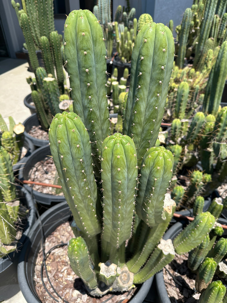 san pedro cactus cuttings for sale T pach "Cruelty/DaFuq/Nuestra Bonita" (10-11” Tip cutting) – Mallacht's Plants