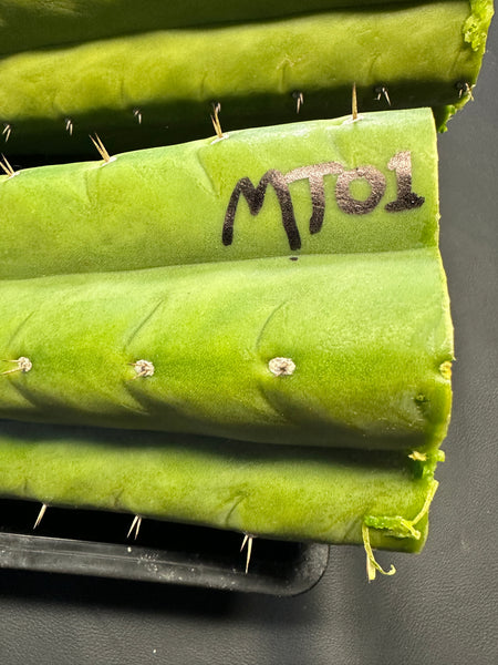 T pach "MT01" (Aplantis Collection) (10-11” MID cuttings)