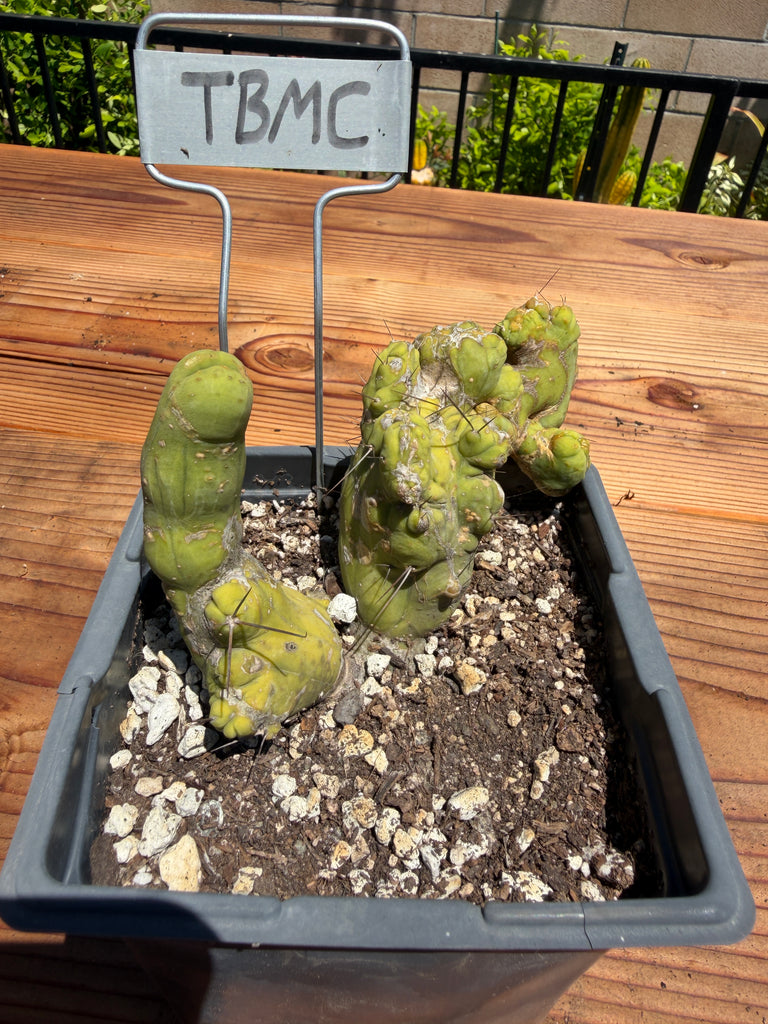 T bridge “TBMC” (Mutant) (Well Rooted in 5.5” pot) (2)