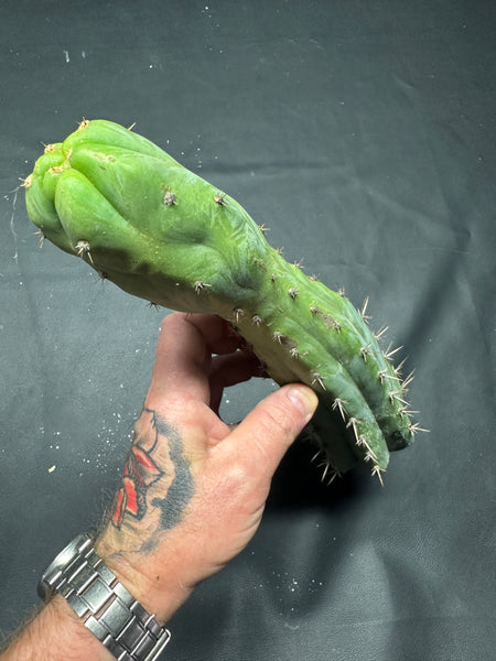 T pach "Campground" aka "Skip" (11.5” Tip cut)