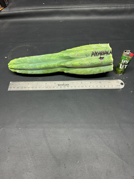 T pach "Ayabaca" (Star) (11.5” Tip cutting)