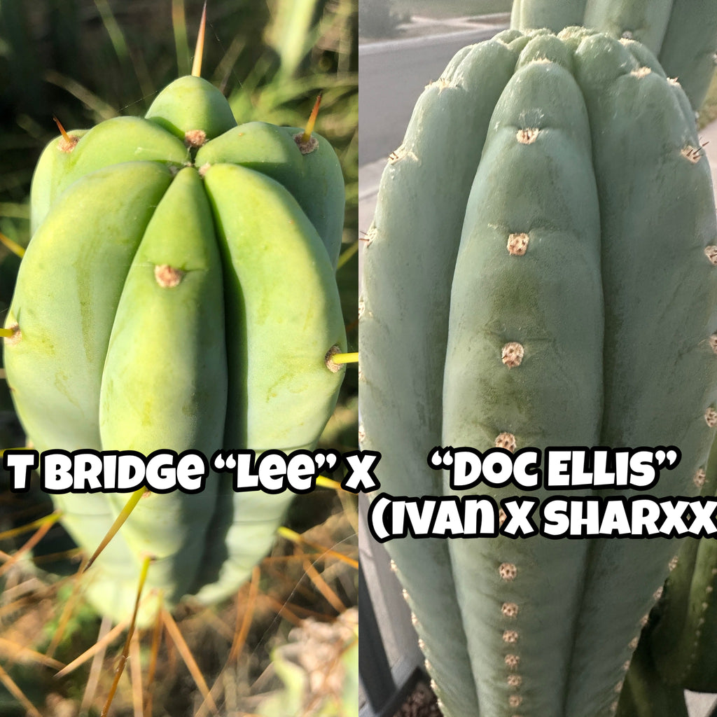 T bridge ”Lee” x T peru “Doc Ellis” SEED