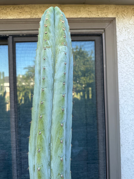 T peru “Monassa Blue” aka “Bart” (AUS) (10-11" Tip Cutting)