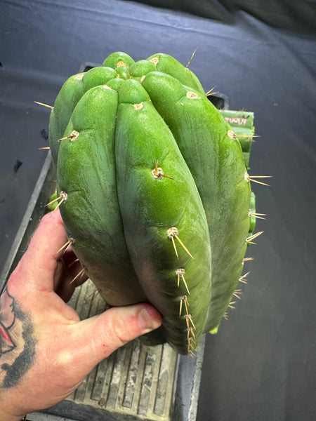 T pach "MT03" aka "Woody" (Aplantis Collection) (10-11” Tip cuttings)