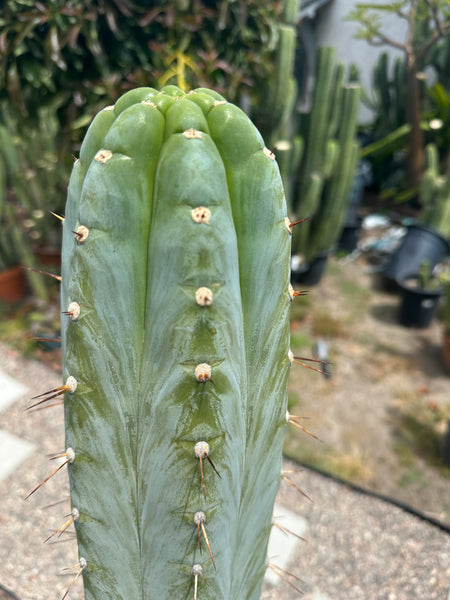 T peru (Ivan x Sharxx) “Grandma Betty” (8.5” Tip cut) (Rarely offered)
