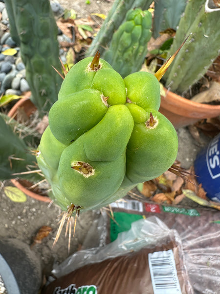 T bridge "Bruce" (AUS) (10-11" MID cutting)