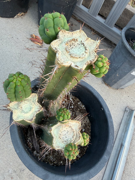 T pach x T bridge "American Jesus” (Lima x Bonita) (Large Mother Plant Well-Rooted in 5 Gal Pot)