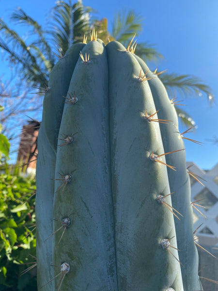 T peru “Grandfather” x T  scopulicola “Super Pedr0” SEEDS