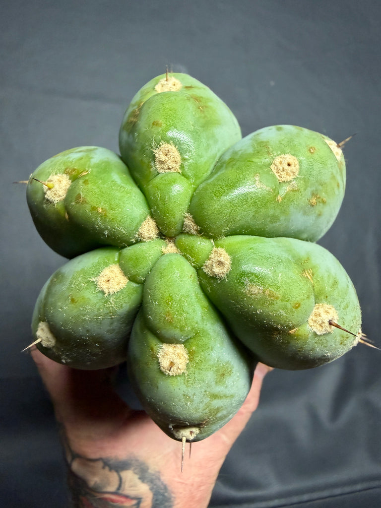 T peru "Shawty" (Icaro Pheno 4) (13" Tip Cutting) (Rarely Released!) (Gigantic Cut) (1)