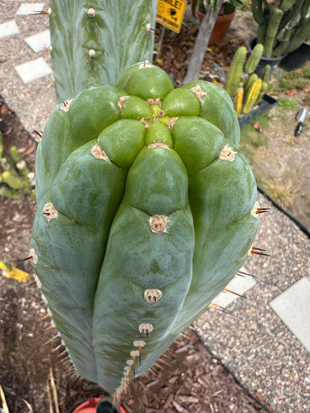 T peru (Ivan x Sharxx) “Grandma Betty” (8.5” Tip cut) (Rarely offered)