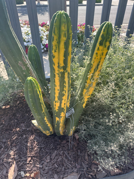 T pach "Green Leopard" [Variegated] (14” Multi-Tip Cutting)