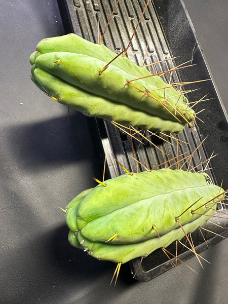 T bridge “Arid Art” (10-11” Tip cuttings)