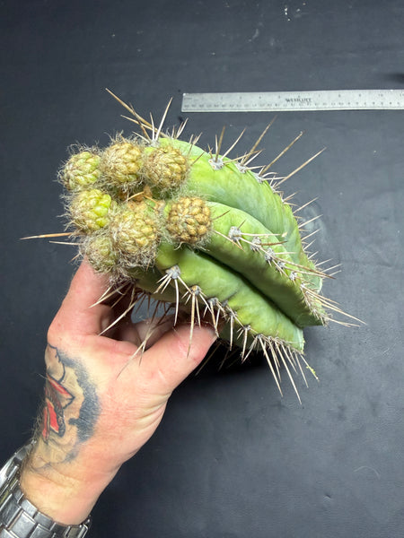 T peru “Serra Blue” (Serra Gardens) (10.5” Tip cutting) (With flower buds)