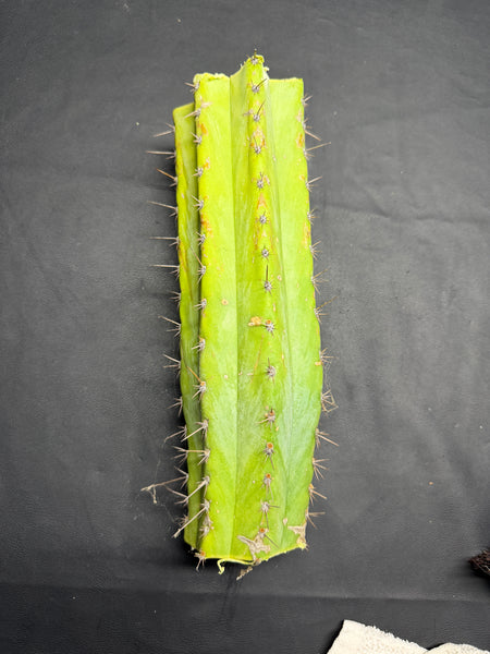 T peru “Serra Blue” (Serra Gardens) (12” MID cut)