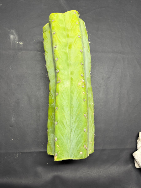 T peru "Shawty" (Icaro Pheno 4) (13" MID Cut) (Rarely Released!) (2)