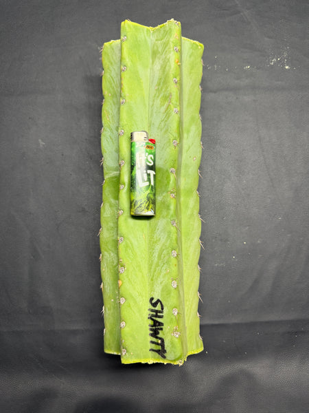 T peru "Shawty" (Icaro Pheno 4) (13" MID Cut) (Rarely Released!) (1)