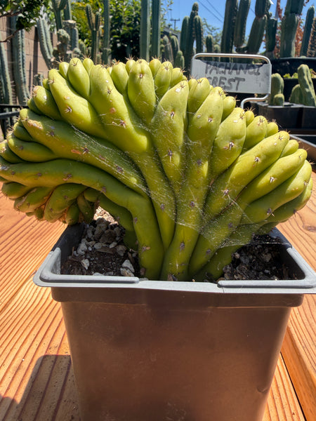 T pach Crest (Mutant) (Well Rooted in 5.5” pot)