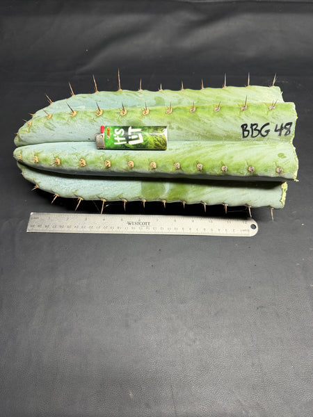 T peru "BBG 48.1540" (13" Tip Cutting) (Fatter than usual)