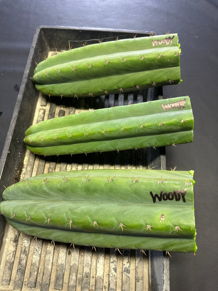 T pach "MT03" aka "Woody" (Aplantis Collection) (10-11” Tip cuttings)