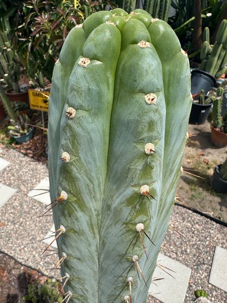 T peru (Ivan x Sharxx) “Grandma Betty” (8.5” Tip cut) (Rarely offered)