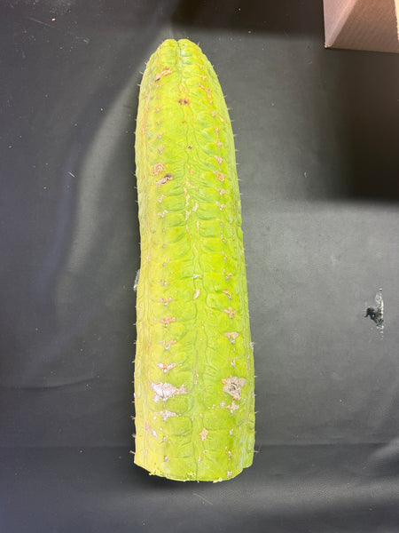 CSD (Obscenely Big) (19”, 9.8 lb Cutting) (Yes, this is the one from my socials)