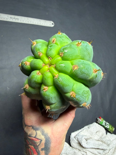 T peru "Atreyu" (Icaro Pheno 3) (13” Tip Cutting) (Rarely Released!)