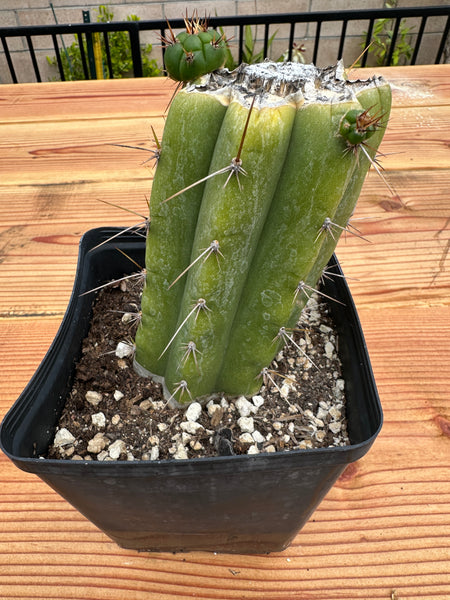 T pach "LER" (Rooted in 4.5” pot) (2) (Two pups)
