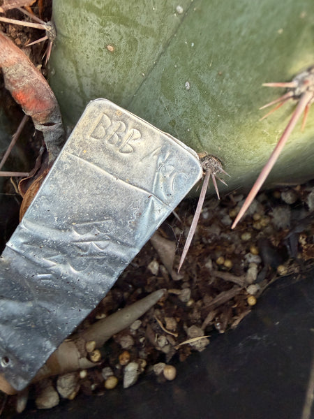 T macrogonus “BBB” (Large Mother Plant, Well-Rooted in 3 Gal Pot)