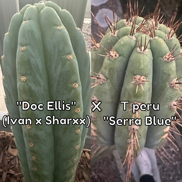 T peru “Doc Ellis” x T peru ”Serra Blue” SEED