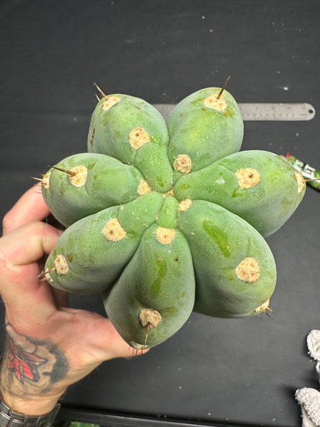 T peru "Shawty" (Icaro Pheno 4) (11" MID Cuts)