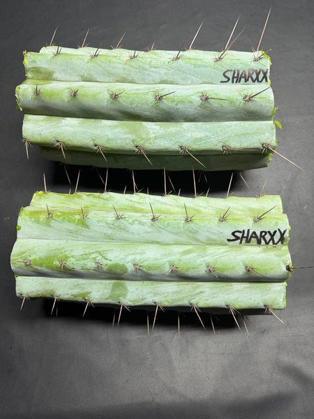 T peru “Sharxx Blue” (AUS) (11" MID Cuts)