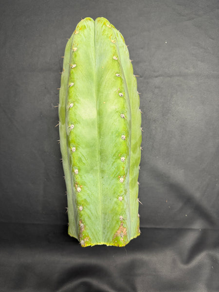T peru "Shawty" (Icaro Pheno 4) (13" Tip Cutting) (Rarely Released!) (Gigantic Cut) (1)