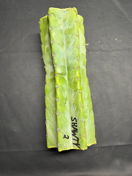 T peru "Shawty" (Icaro Pheno 4) (13" MID Cut) (Rarely Released!) (2)