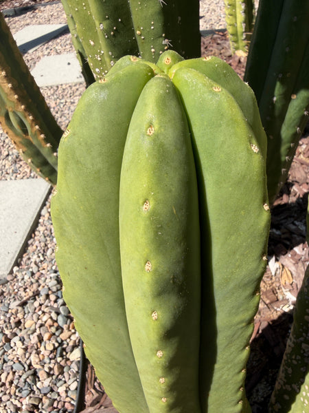 T scopulicola “Aragón” (10-12” Tip cutting)