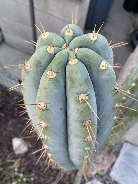 T peru “Grandfather” x T  scopulicola “Super Pedr0” SEEDS