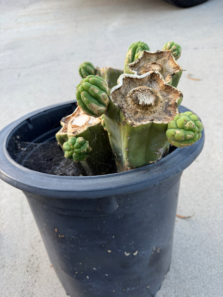 T pach "Soozy" (Large Mother Plant Well-Rooted in 7 Gal Pot)