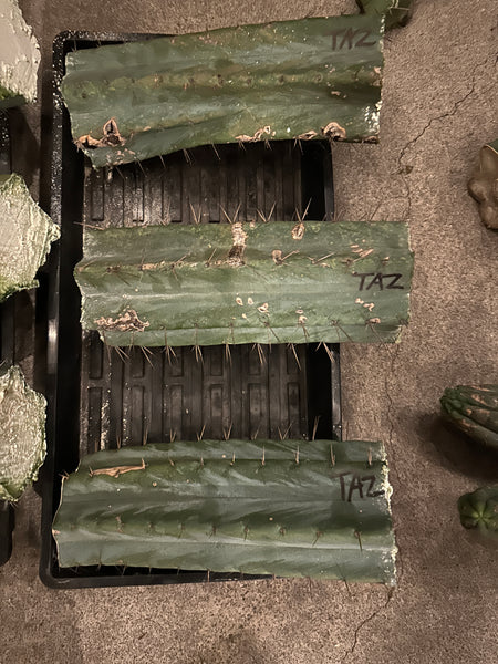 T bridge "Taz" (10-11" MID cuttings) (Slightly Beat Up, Discount Cuts)
