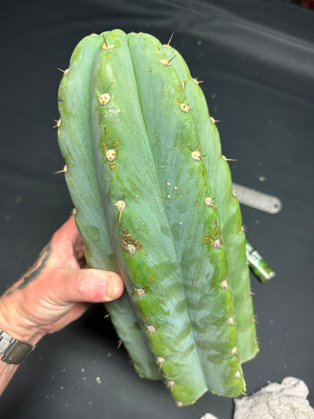 T peru "Shawty" (Icaro Pheno 4) (11" MID Cuts)
