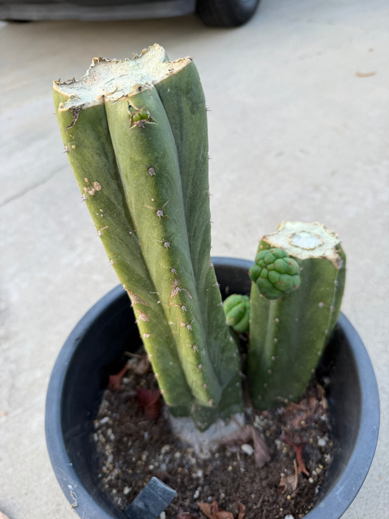 T pach “Huntington Beach” (HBP) (Large Mother Plant Well-Rooted in 5 Gal Pot)