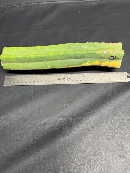 T pach "Green Leopard" [Variegated] (12" MID Cut)