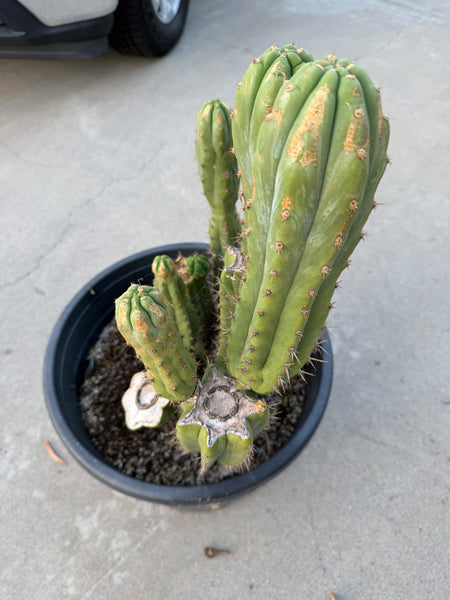 T pach "Campground" aka "Skip" (Large Mother Plant Well-Rooted in 15 Gal Pot)