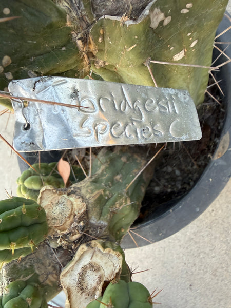 T bridge "Species C" aka “Unknown C” (Featured in Trout’s Notes) (Large Mother Plant Well-Rooted in 5.5 gal pot)