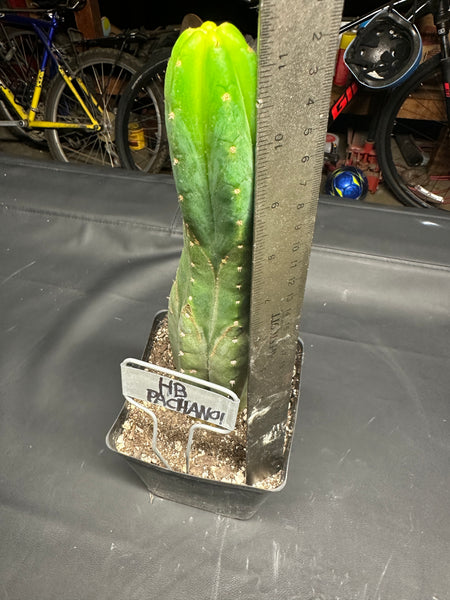 T pach “Huntington Beach Pach” aka “Surf City Pach” (Rooted 11” Tall, in 5.5” Pot)
