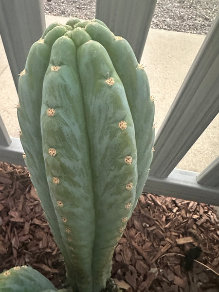 T peru “Doc Ellis” x T peru ”Serra Blue” SEED