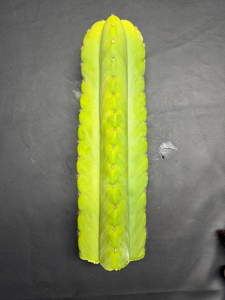 T scopuIicola "SCG16" (13” Tip cutting)