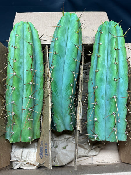 T bridge "Lumberjack" (3-Pack!!) (10-11" Tip cuttings)