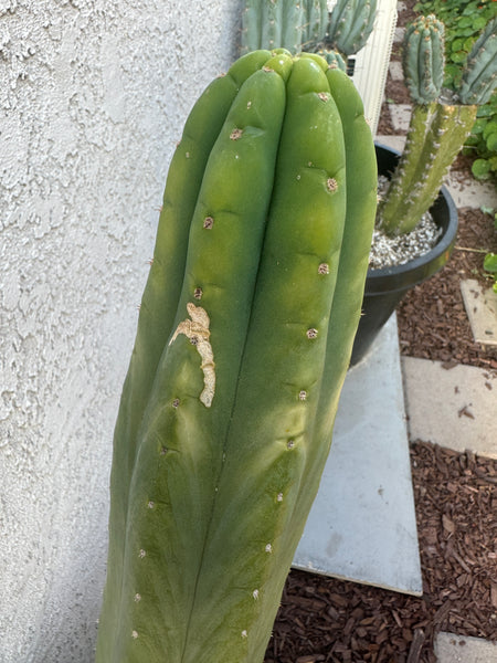 T pach JN30 “Roadside” (10-11” Tip Cutting)